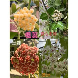 🌸毬蘭小苗新手組合🌸楓葉、愛心毛帽、黑龍、澳洲，四品皆為有香味哦🥰