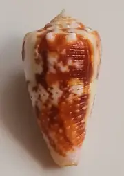 Sea shell Conus moluccensis 40.1 mm, F++, nice pattern body, awesome