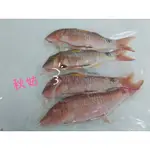 澎湖新鮮肥美-秋姑魚