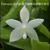 在飛比找蝦皮購物優惠-P.tetraspis alba*sib 盾花蝴蝶白變種兄弟