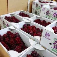 在飛比找蝦皮購物優惠-✈️日本松本空運來台🇯🇵頂級珍珠葡萄🍇原封禮盒🎁免運優惠中✨