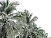 That's Coconuts Poster