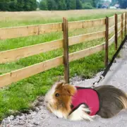 Rabbit Harness And Leash Set Hamster Vest Mesh Chest Strap For Ferret Guinea Pig
