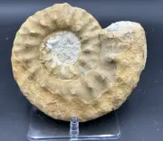 Spiky 6.5” Texas Cretaceous Dinosaur Age Fossil Mortoniceras Ammonite, DFW Area