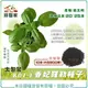 【綠藝家】大包裝K07-1.香妃羅勒種子10克(約5900顆)