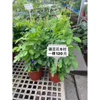 在飛比找蝦皮購物優惠-方方園藝   蝶豆花特價120元