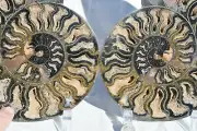 Large Black Ammonite Pair XXXLarge 200mm 110myo Dino age Fossil 8.0" 3133tt