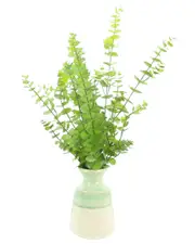 Creative Displays Eucalyptus Plant Arranged In A Seafoam Ceramic Pot