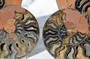 Large BLACK PAIR Ammonite Crystal LARGE 139mm Dinosaur FOSSIL 5.4" n2334bb