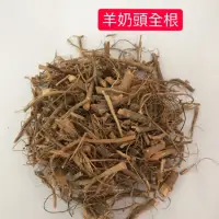 在飛比找蝦皮購物優惠-羊奶頭根。牛奶埔 。台灣天仙果（小號牛奶埔） (三十草本鋪)