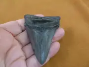 (S272-7) big 3-1/16" Fossil MEGALODON Shark Tooth Teeth JEWELRY love sharks