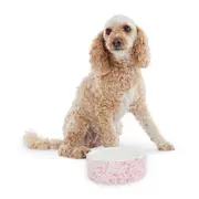 All Day Terrazzo Printed Ceramic Pet Bowl Pink