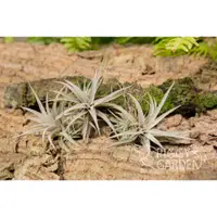 在飛比找蝦皮購物優惠-空鳳 草莓牛奶 Tillandsia capitata ’M