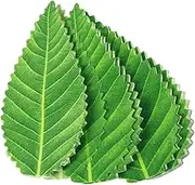 UPKOCH Sashimi Leaf 200pcs Sushi Grass Fake Leaves Sushi Dish Decor Artificial Leaves Dish Mat Faux Tropical Leaves Japanese Sashimi Plate Decor for Hawaiian Luau Beach Party Supply