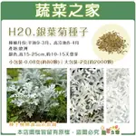 【蔬菜之家】H20.銀葉菊(銀色，高15~25CM)種子(共有2種包裝可選)