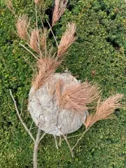 Wasp Nest, Bee's nest, Basketball size, Branches Attached