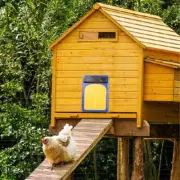 Automatic Chicken Coop Door With Solar Light Sensor Upgrad Waterproof Chicken Co