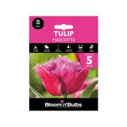 Bloomin Bulbs Spring Pink - Tulip Mascotte - 5 Pack