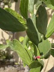 5 LB Bulk Cactus Pads