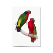 Kuhl's Lorikeet Exotic Bird Drawing Wall Art