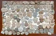 100 Natural Holey Beach Rocks Hag Stones Wish Fairy Adder Mystic Magic Lucky #U1