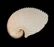 Sea shells Argonauta argo 131.9mm Aquarium Decoration Products