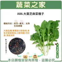 在飛比找樂天市場購物網優惠-【蔬菜之家】A86.大葉芝麻菜種子(共2種包裝)