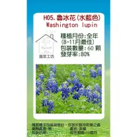 在飛比找PChome24h購物優惠-【蔬菜工坊】H05.魯冰花(水藍色)種子