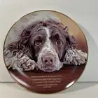 SOMEONE TO COMFORT Plate Cherished Springer Spaniels Danbury Mint Companion Pal