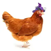 Hat Chicken Headwear Chicken Hat Accessories Top Bowknot