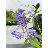 在飛比找蝦皮購物優惠-【高木の森】🅑🅞🅣🅐🅝🅘🅒-大花錫葉藤Petrea volu