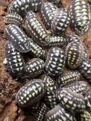 20+ count Pastel Armadillidium gestroi Isopod Morph