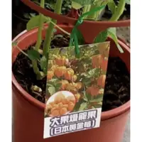 在飛比找蝦皮購物優惠-卉迎園藝 大果燈籠果黃金莓苗6吋盆 超商一箱可以裝兩棵