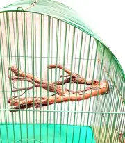 Pet Parrot Raw Wood Fork Stand Rack Branch Perche Bird Play Paperbark 23cm x21cm