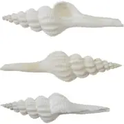 6 Knobby Spindle Shells 5-6" (Set of 6) Craft Shells
