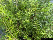 Buy Curry Myrtle Bushfood Tree (Backhousia angustifolia)