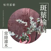 在飛比找蝦皮購物優惠-植得｜斑葉榆樹｜多年生常綠灌木