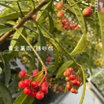 小花園藝 黃金萬兩 硃砂根 5吋軟袋 $400 旺財 招財 春節必備