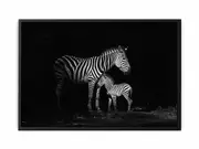 Zebra Mum & Baby black white Photogrpahy Framed Print Fine Art Poster Print