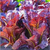 在飛比找蝦皮購物優惠-🔥蔬菜種子 紫羅馬生菜 羅馬生菜種子 紫葉紅葉蔬菜種子 