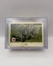 1966 SCANLENS ANIMALS OF AUSTRALIA CARD SET