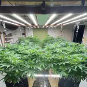 1000W Full Spectrum LED Grow Light Dimmable 8bars w/Samsung Chips Hydroponics
