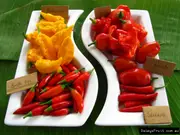 Chilli, Capsicum sp.