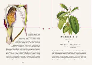 The Tropical Hothouse (Royal Botanic Gardens, Kew)倫敦皇家植物園：熱帶溫室紙雕書