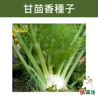 在飛比找Yahoo!奇摩拍賣優惠-～全館滿790免運～甘茴香種子 Sweet Fennel 球