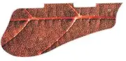 Pickguard Pick Guard 5120 Graphical Graphic Guitar Autumn Leaf