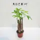 【Gardeners】馬拉巴栗 3吋盆-1入(室內植物/綠化植物/觀葉植物)