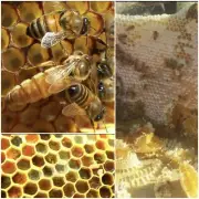 Bee Colony 5 Frames Beekeeping
