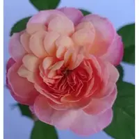 在飛比找蝦皮購物優惠-玫森 柯德斯慶典玫瑰花 玫瑰苗 4吋盆 中香 大輪四季開花觀
