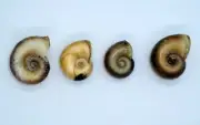 Planorbida snails from Prespa Lake in Albania. Freshwater Shell Mollusk